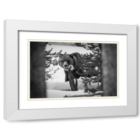 Grizzly Bear near Canyon, Yellowstone National Park White Modern Wood Framed Art Print with Double Matting by Herbert, Neal