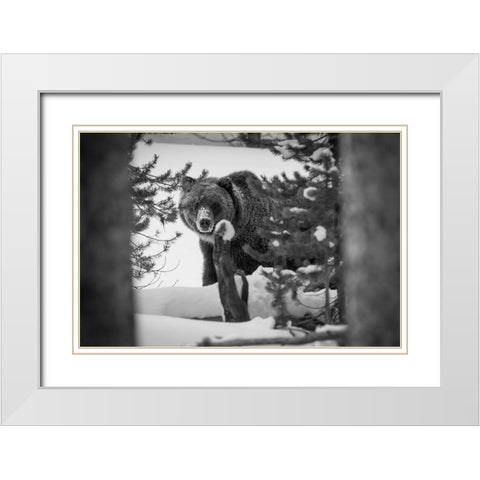 Grizzly Bear near Canyon, Yellowstone National Park White Modern Wood Framed Art Print with Double Matting by Herbert, Neal