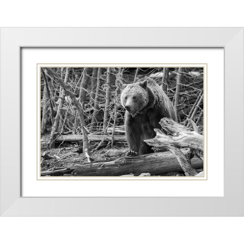 Grizzly Bear near Frying Pan Spring, Yellowstone National Park White Modern Wood Framed Art Print with Double Matting by Peaco, Jim