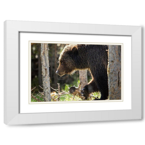 Grizzly Bear near Swan Lake, Yellowstone National Park White Modern Wood Framed Art Print with Double Matting by The Yellowstone Collection