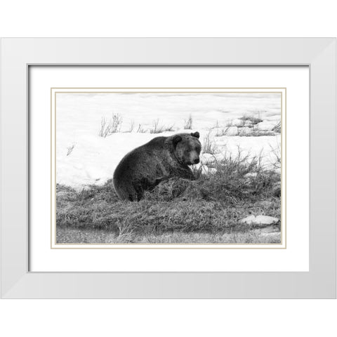 Grizzly Bear at Blacktail Pond, Yellowstone National Park White Modern Wood Framed Art Print with Double Matting by Peaco, Jim
