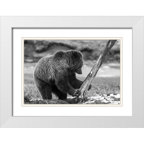 Grizzly Bear near Obsidian Creek, Yellowstone National Park White Modern Wood Framed Art Print with Double Matting by Peaco, Jim