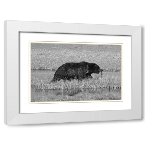 Grizzly Bear at Yellowstone Lake, Yellowstone National Park White Modern Wood Framed Art Print with Double Matting by Schneider, Dylan