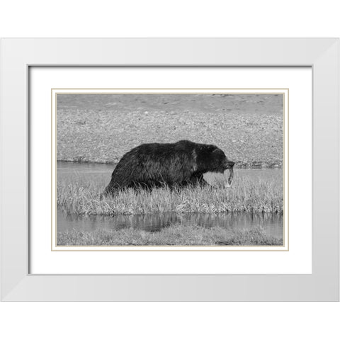 Grizzly Bear at Yellowstone Lake, Yellowstone National Park White Modern Wood Framed Art Print with Double Matting by Schneider, Dylan