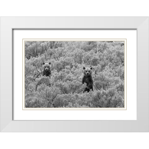 Grizzly Cubs, Yellowstone National Park White Modern Wood Framed Art Print with Double Matting by Peaco, Jim