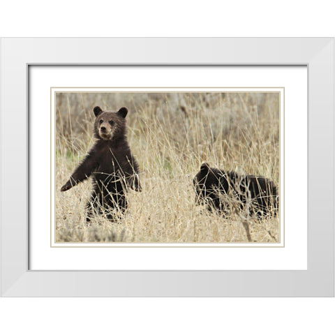 Grizzly Cubs near Fishing Bridge, Yellowstone National Park White Modern Wood Framed Art Print with Double Matting by Peaco, Jim