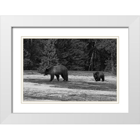 Grizzly Sow and Yearling near Daisy Geyser, Yellowstone National Park White Modern Wood Framed Art Print with Double Matting by Peaco, Jim