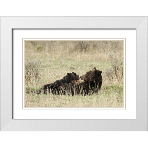 Grizzly Sow Nursing Cubs near Fishing Bridge, Yellowstone National Park White Modern Wood Framed Art Print with Double Matting by Peaco, Jim