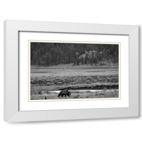 Grizzly, Lamar Valley, Yellowstone National Park White Modern Wood Framed Art Print with Double Matting by The Yellowstone Collection