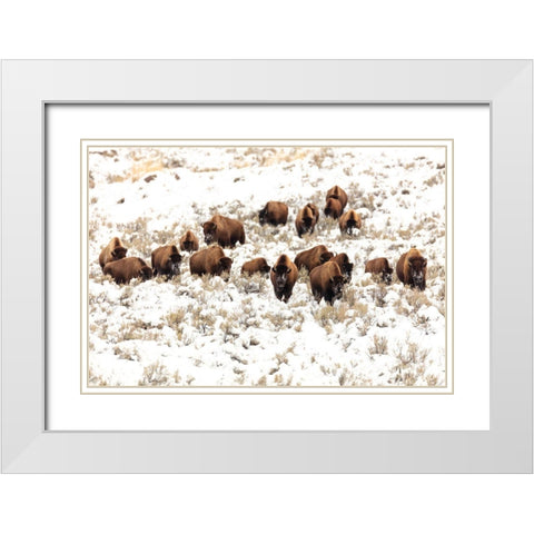 Bison near Blacktail Ponds, Yellowstone National Park White Modern Wood Framed Art Print with Double Matting by Frank, Jacob W.