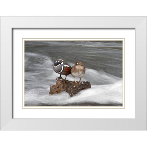 Harlequin Ducks, Yellowstone River, Yellowstone National Park White Modern Wood Framed Art Print with Double Matting by Peaco, Jim