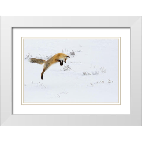 Hunting Fox Leaping, Hayden Valley, Yellowstone National Park White Modern Wood Framed Art Print with Double Matting by The Yellowstone Collection