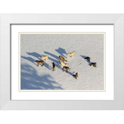 Junction Butte Wolf Pack, Yellowstone National Park White Modern Wood Framed Art Print with Double Matting by Stahler, Dan