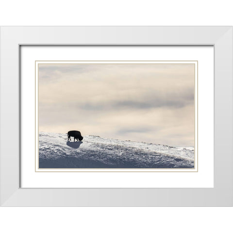 Lone Bison in Hayden Valley, Yellowstone National Park White Modern Wood Framed Art Print with Double Matting by The Yellowstone Collection