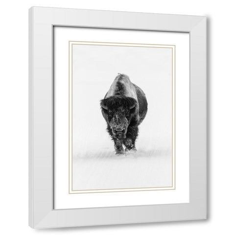 Lone Bull Bison, Yellowstone National Park White Modern Wood Framed Art Print with Double Matting by The Yellowstone Collection