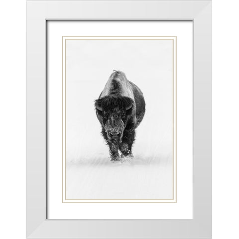 Lone Bull Bison, Yellowstone National Park White Modern Wood Framed Art Print with Double Matting by The Yellowstone Collection