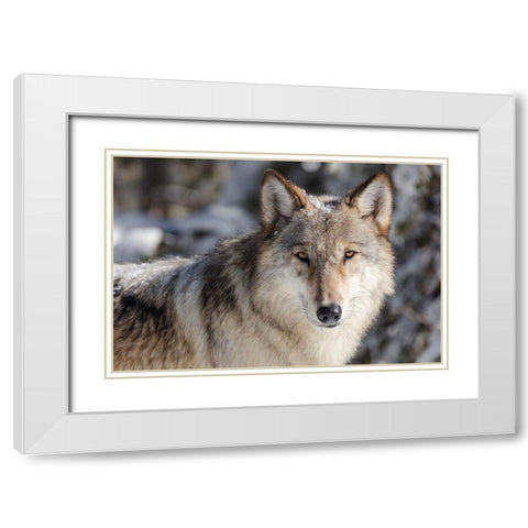 Lone Wolf, Yellowstone National Park White Modern Wood Framed Art Print with Double Matting by The Yellowstone Collection