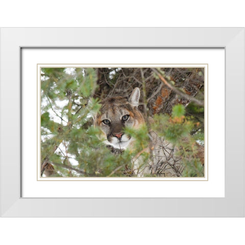 Male Cougar, Yellowstone National Park White Modern Wood Framed Art Print with Double Matting by The Yellowstone Collection