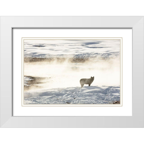 Wolf of the Wapiti Lake Pack, Yellowstone National Park White Modern Wood Framed Art Print with Double Matting by Frank, Jacob W.