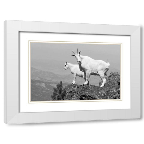 Mountain Goats on Sepulcher Mountain, Yellowstone National Park White Modern Wood Framed Art Print with Double Matting by The Yellowstone Collection