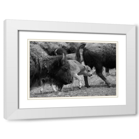 Moving with the Herd, Lamar Valley, Yellowstone National Park White Modern Wood Framed Art Print with Double Matting by The Yellowstone Collection