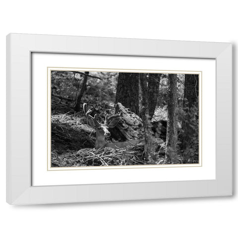 Mule Deer Buck, Beaver Ponds Trail, Yellowstone National Park White Modern Wood Framed Art Print with Double Matting by The Yellowstone Collection