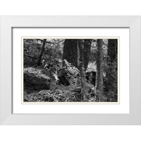 Mule Deer Buck, Beaver Ponds Trail, Yellowstone National Park White Modern Wood Framed Art Print with Double Matting by The Yellowstone Collection