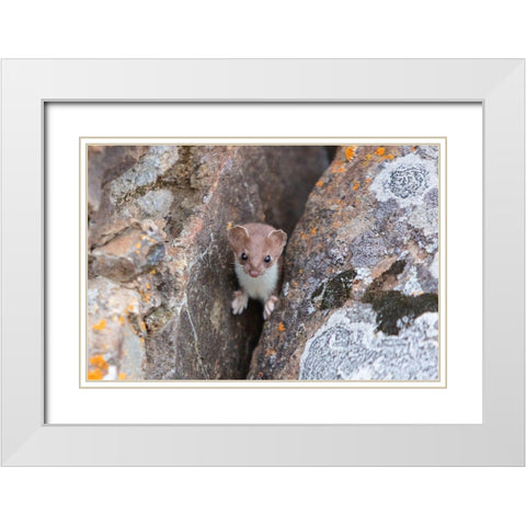 Short-tailed Weasel, Yellowstone National Park White Modern Wood Framed Art Print with Double Matting by Frank, Jacob W.