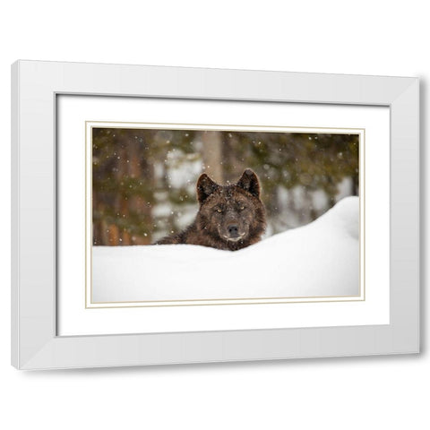 Wolf in Snow, Yellowstone National Park White Modern Wood Framed Art Print with Double Matting by The Yellowstone Collection