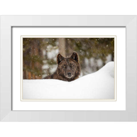 Wolf in Snow, Yellowstone National Park White Modern Wood Framed Art Print with Double Matting by The Yellowstone Collection