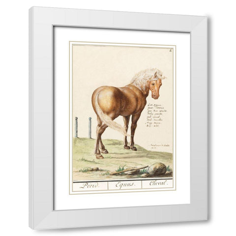 Horse-Equus Ferus Caballus 1596 White Modern Wood Framed Art Print with Double Matting by de Boodt, Anselmus Boetius