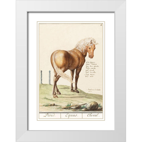 Horse-Equus Ferus Caballus 1596 White Modern Wood Framed Art Print with Double Matting by de Boodt, Anselmus Boetius