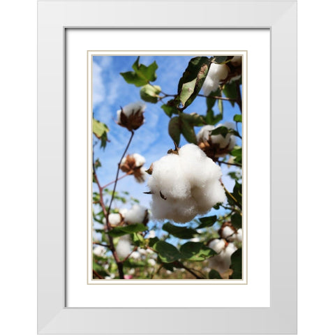 Cotton Harvest in Autaugaville-Alabama White Modern Wood Framed Art Print with Double Matting by Alabama Picture Archive
