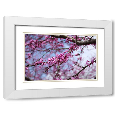 Flowering Redbub Tree Alabama II White Modern Wood Framed Art Print with Double Matting by Alabama Picture Archive