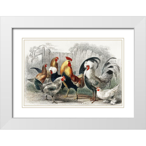 A History of the Earth and Animated Nature White Modern Wood Framed Art Print with Double Matting by Goldsmith, Oliver