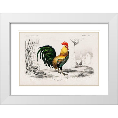 Cock Illustration White Modern Wood Framed Art Print with Double Matting by Orbigny, Dessalines D.