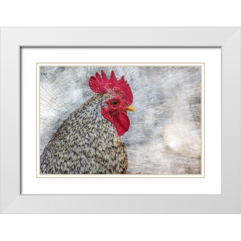 Posing Rooster White Modern Wood Framed Art Print with Double Matting by Chickens