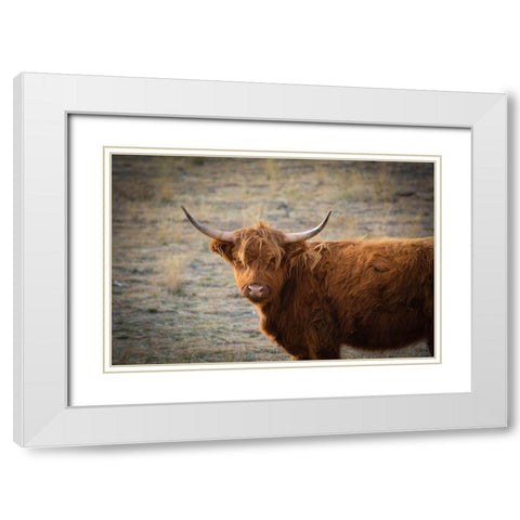 Texas Brown Steer White Modern Wood Framed Art Print with Double Matting by Texas Picture Archive