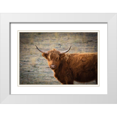 Texas Brown Steer White Modern Wood Framed Art Print with Double Matting by Texas Picture Archive