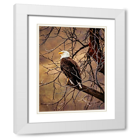 Bald Eagle White Modern Wood Framed Art Print with Double Matting by Alpenglow Workshop