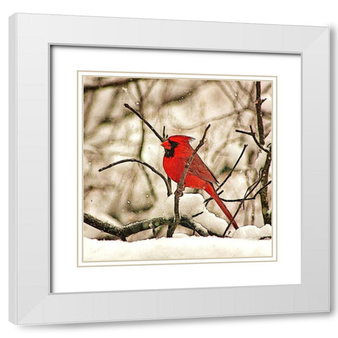 Winters Perch White Modern Wood Framed Art Print with Double Matting by Alpenglow Workshop