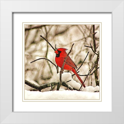 Winters Perch White Modern Wood Framed Art Print with Double Matting by Alpenglow Workshop