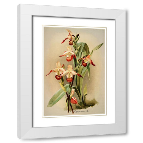 Cypridedium Orchid White Modern Wood Framed Art Print with Double Matting by Alpenglow Workshop