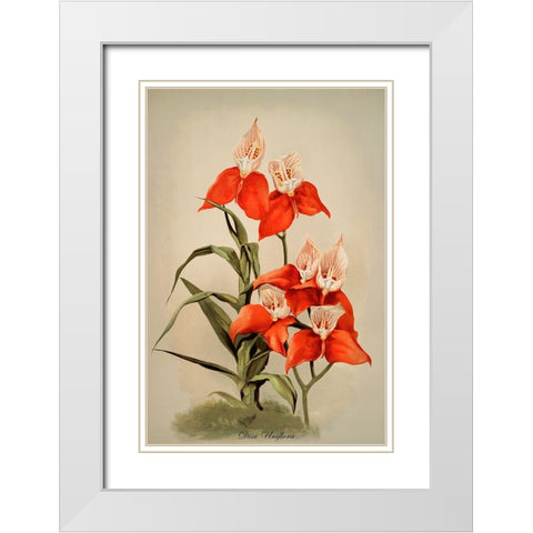 Disa Uniflora Orchid White Modern Wood Framed Art Print with Double Matting by Alpenglow Workshop