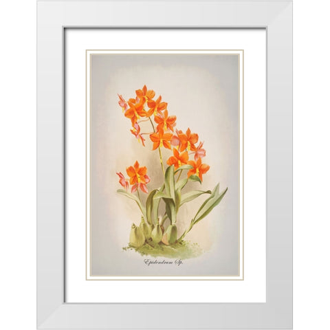 Epidendrum Orchid White Modern Wood Framed Art Print with Double Matting by Alpenglow Workshop