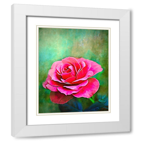 Exquisite Pink Rose White Modern Wood Framed Art Print with Double Matting by Alpenglow Workshop