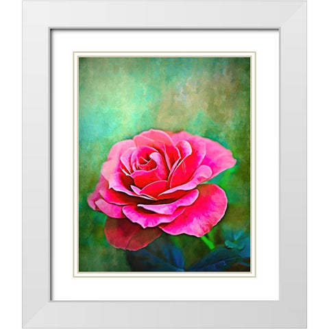 Exquisite Pink Rose White Modern Wood Framed Art Print with Double Matting by Alpenglow Workshop