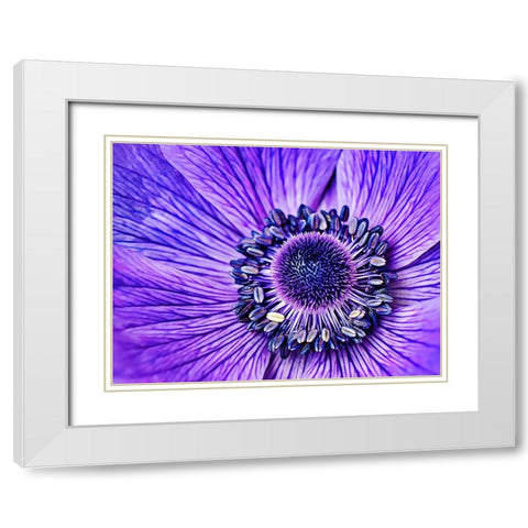 Heart of the Anemone White Modern Wood Framed Art Print with Double Matting by Alpenglow Workshop