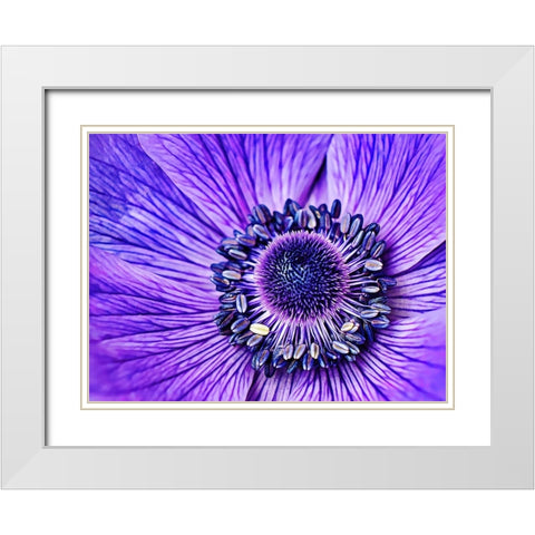 Heart of the Anemone White Modern Wood Framed Art Print with Double Matting by Alpenglow Workshop