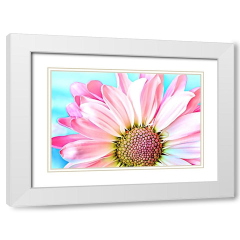Pink Dahlia White Modern Wood Framed Art Print with Double Matting by Alpenglow Workshop